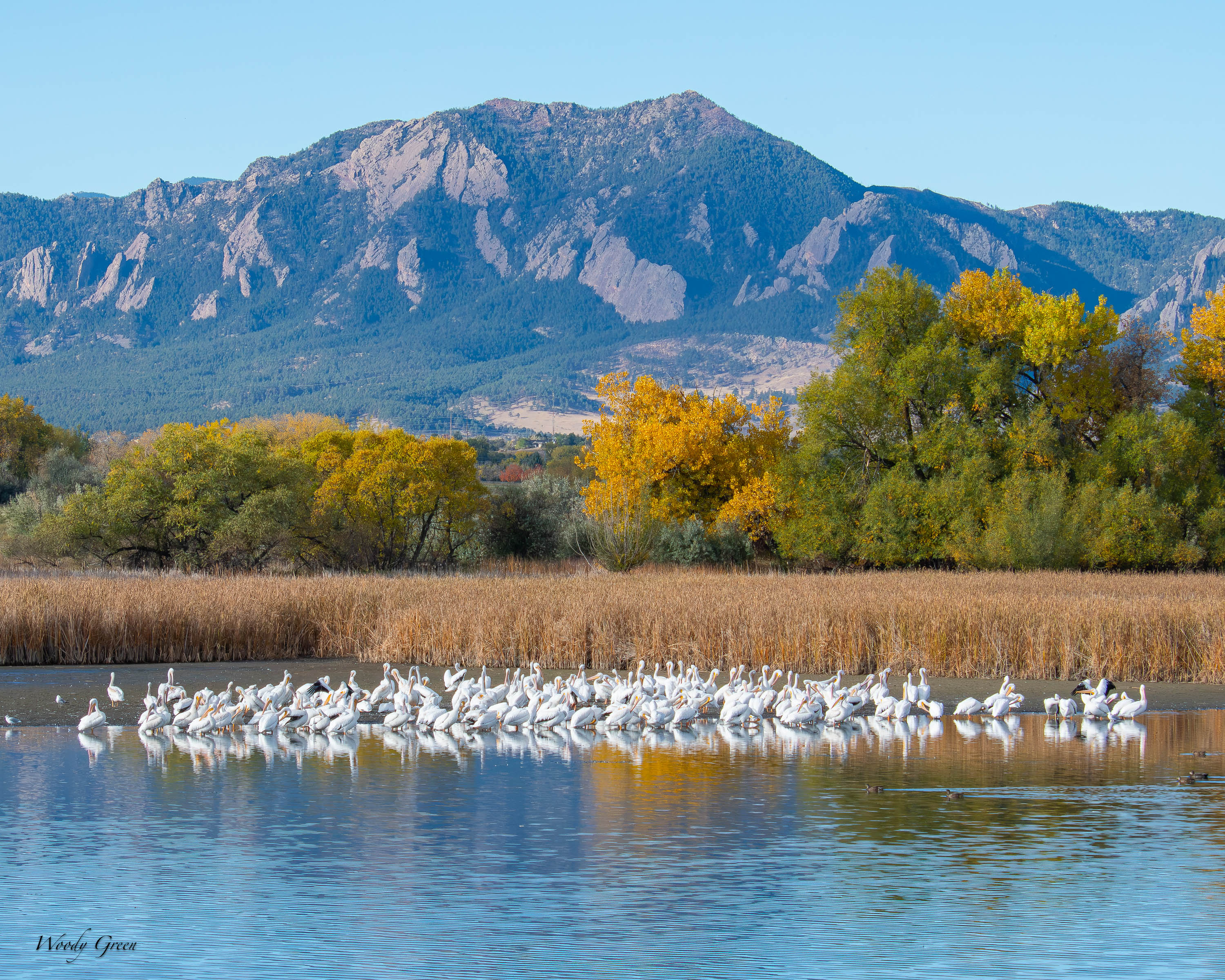 PelicanLots-770.jpg