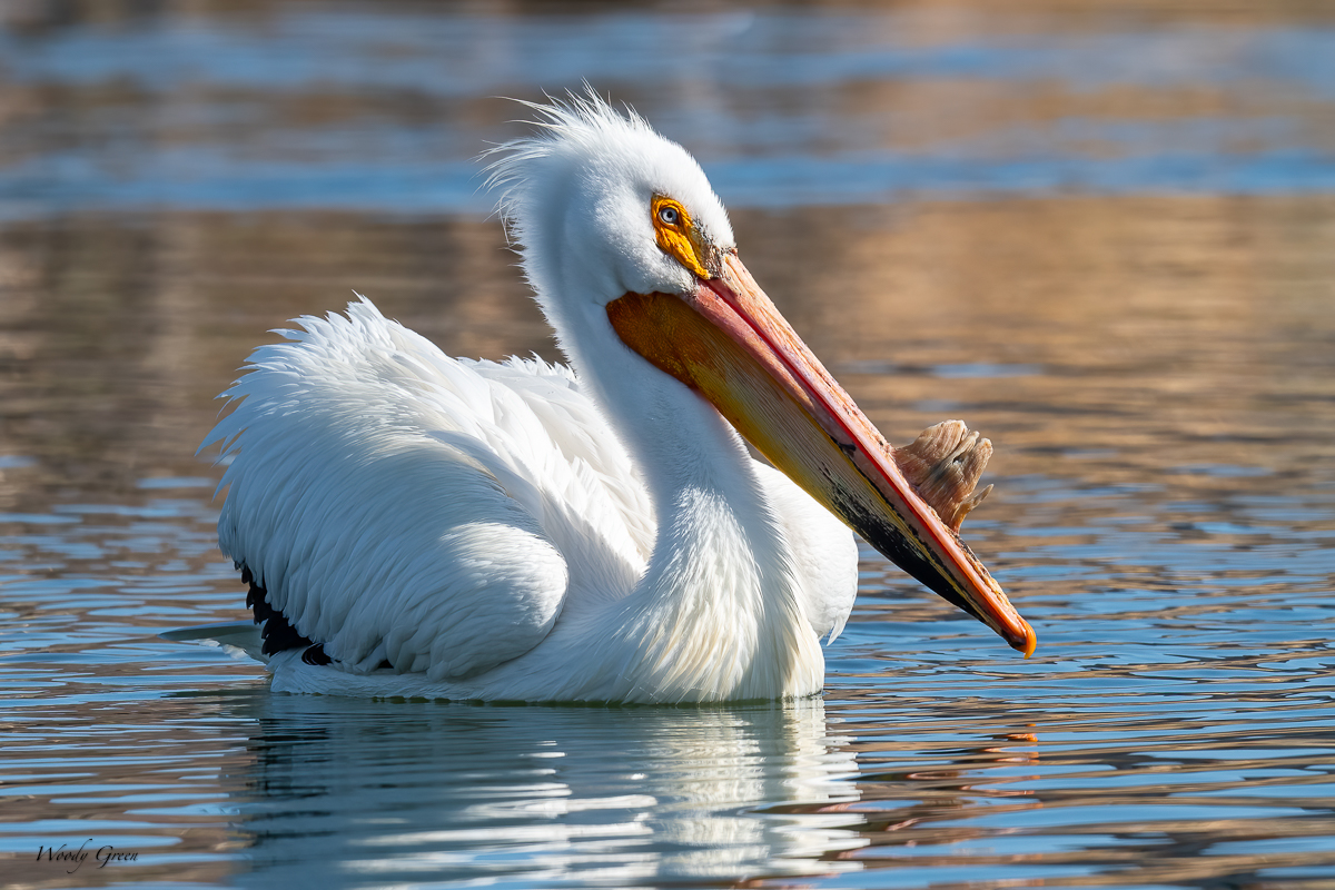 PelicanPortrait-649.jpg
