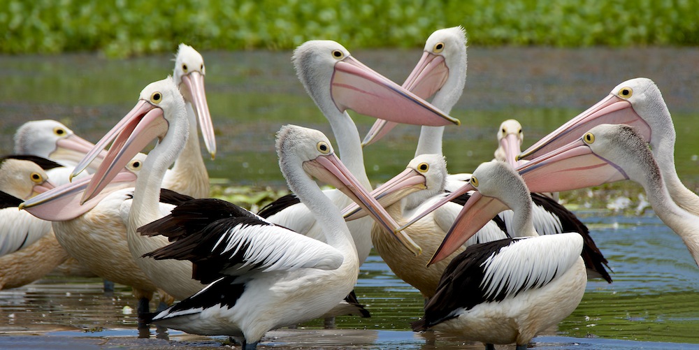 Pelicans - 2.jpg