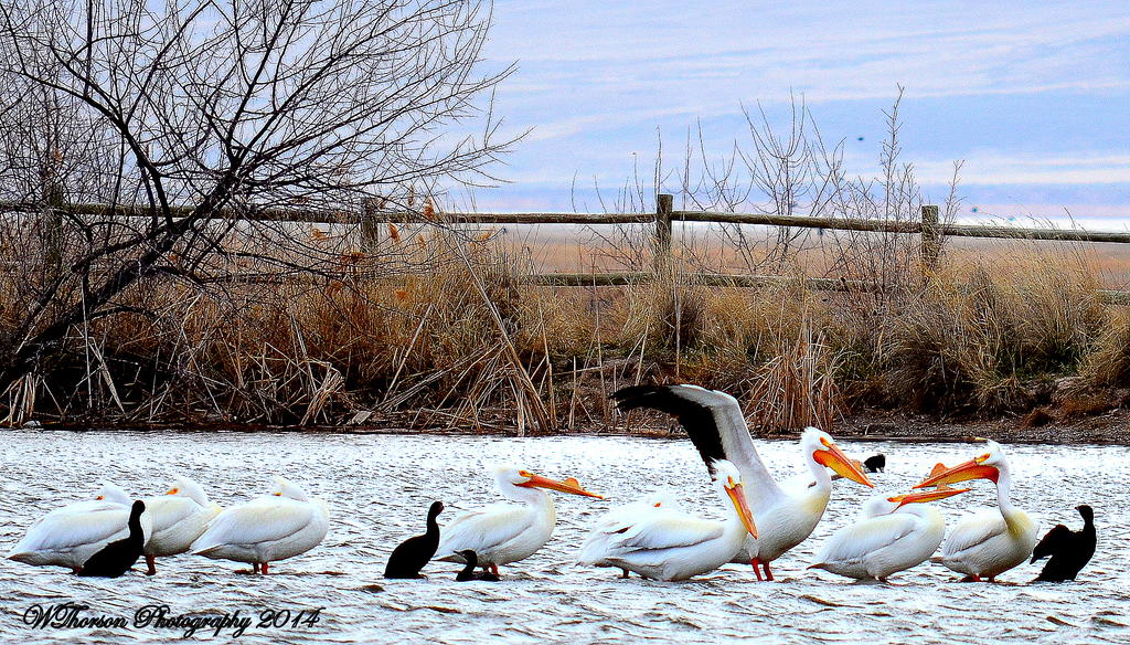 Pelicans and Black Birds on Pond 2.jpg