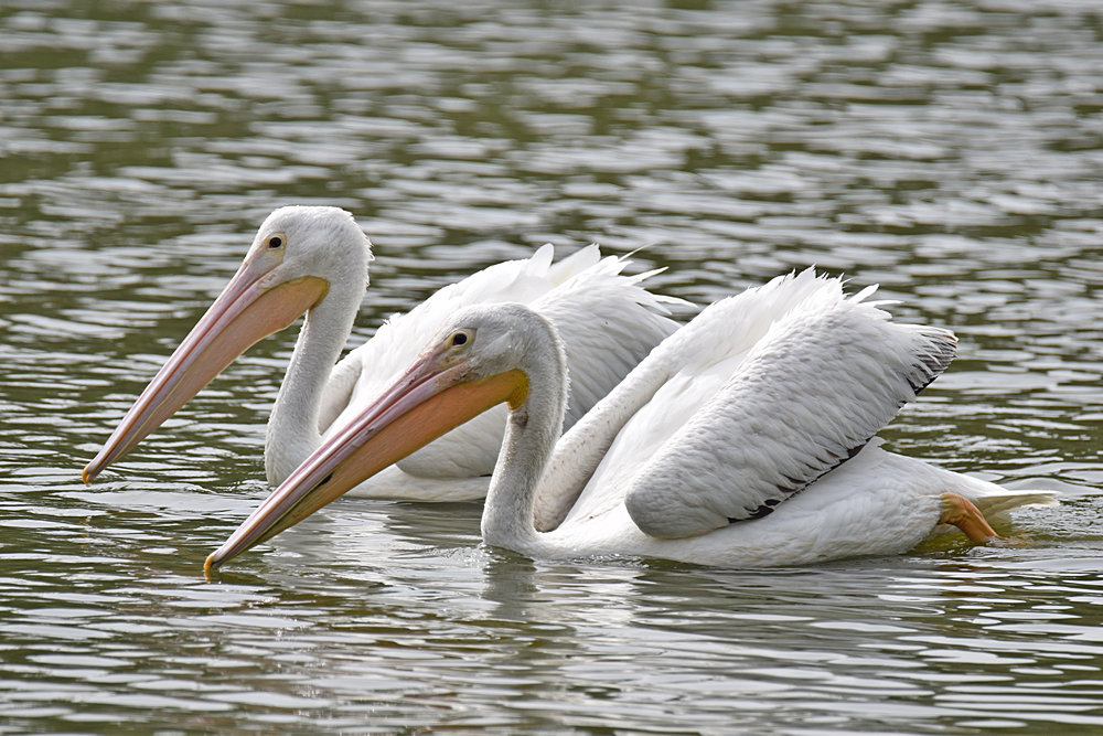 Pelicans.jpg