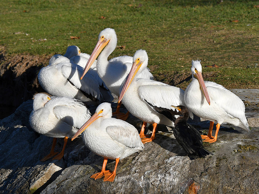 Pelicans.jpg