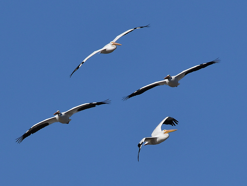 Pelicans.jpg