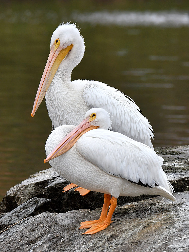 Pelicans.jpg