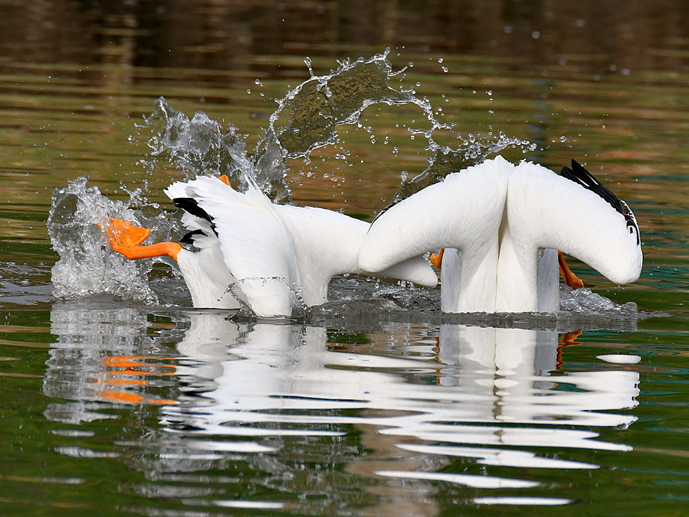 Pelicans.jpg