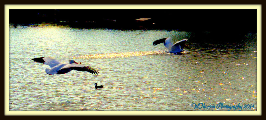 Pelicans Landing.jpg