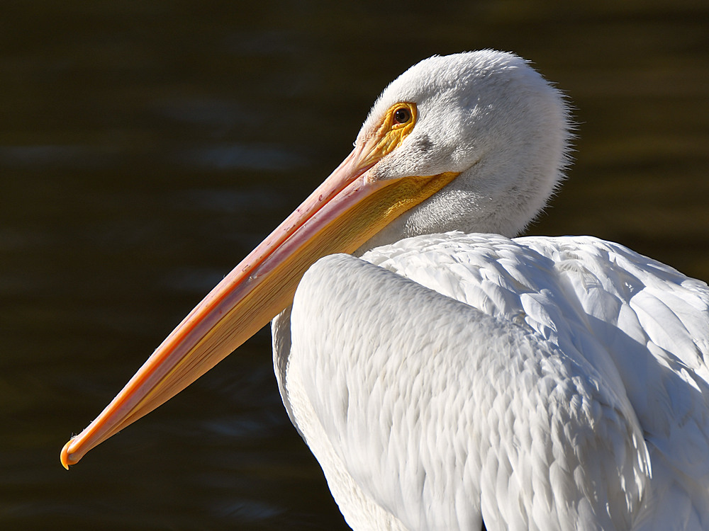 Pelicans2.jpg