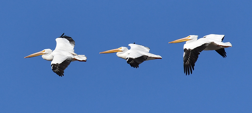 Pelicans2.jpg