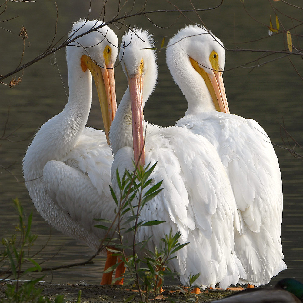 Pelicans2.jpg