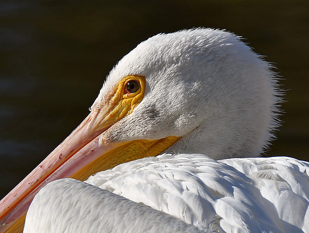 Pelicans3.jpg