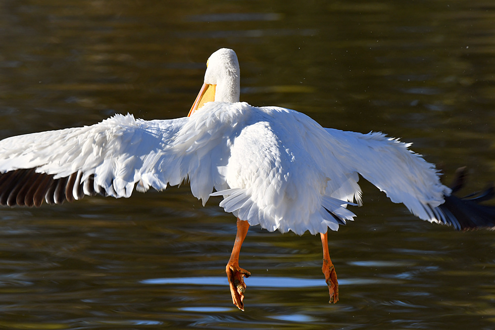 Pelicans4.jpg