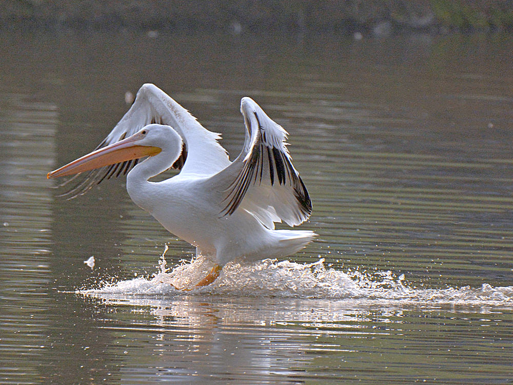 Pelicans5.jpg
