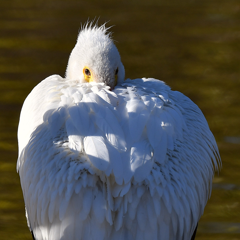 Pelicans6.jpg
