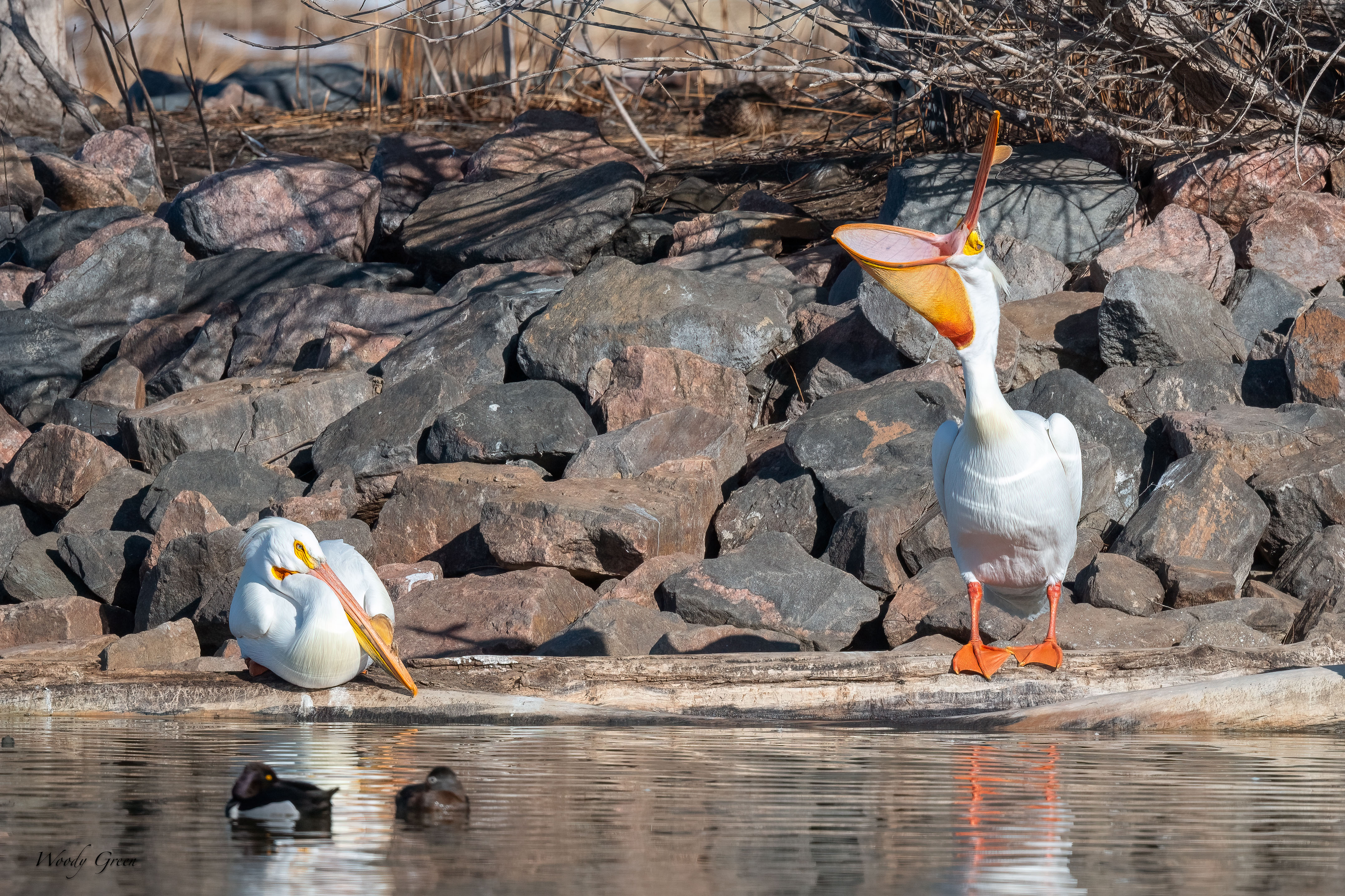 PelicansCrazy-306.jpg