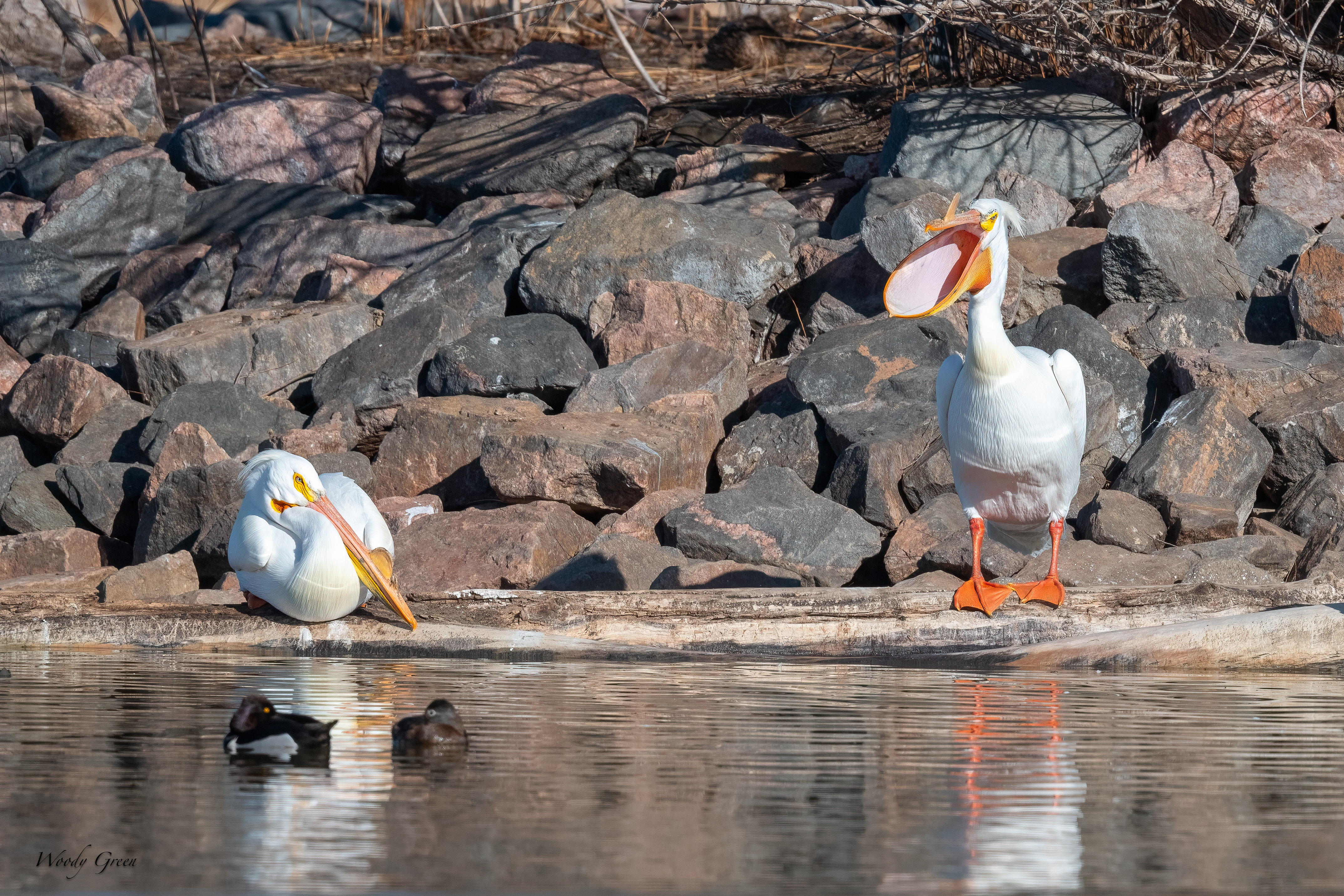 PelicansCrazy-307.jpg