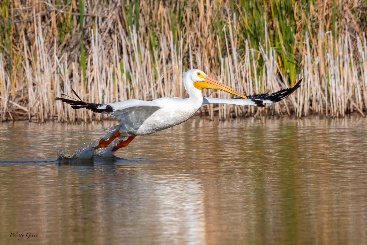 PelicanSequence-130.jpg