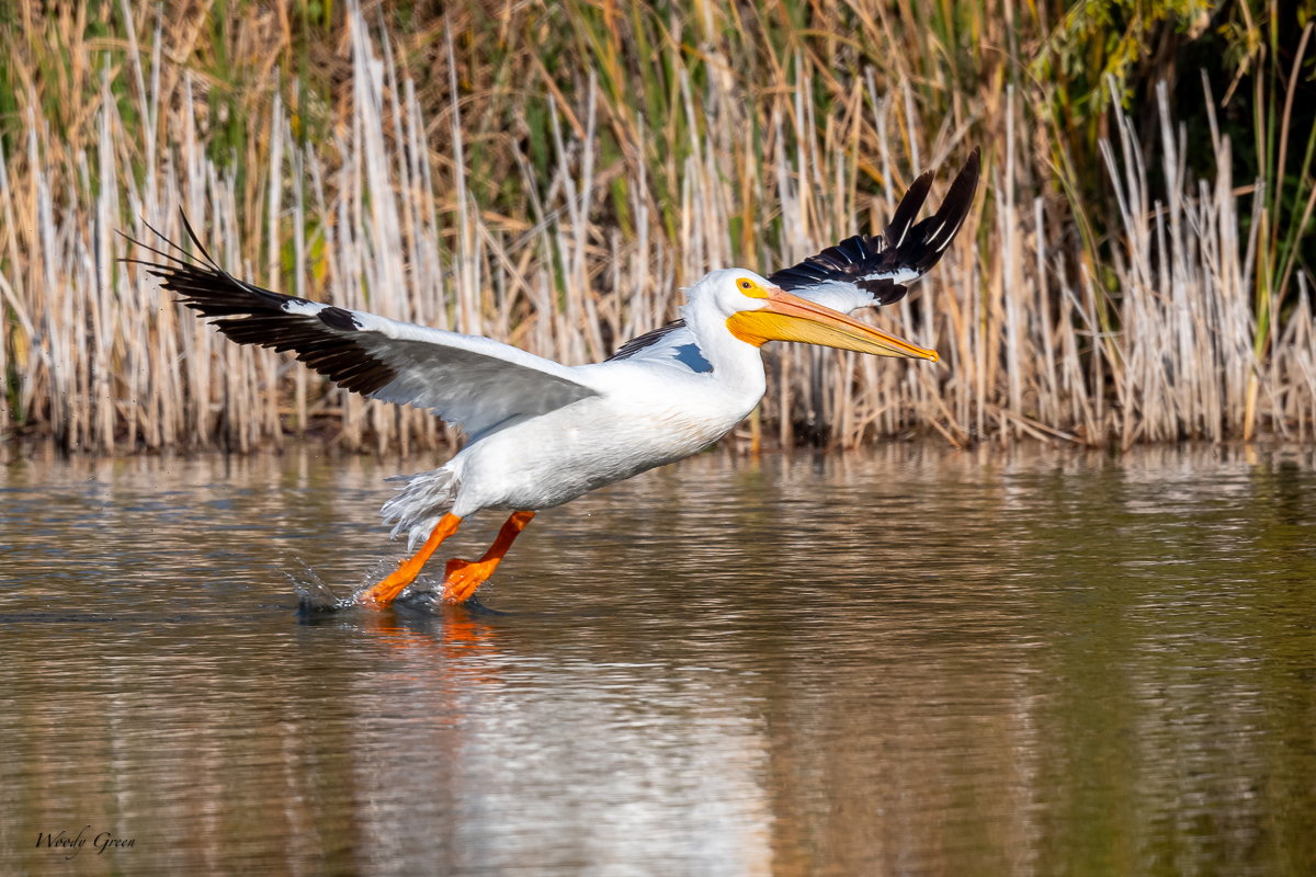 PelicanSequence-132.jpg