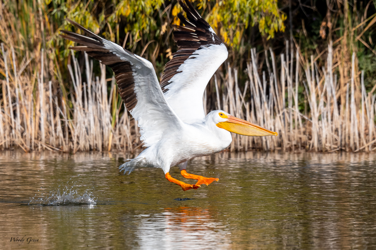 PelicanSequence-133.jpg