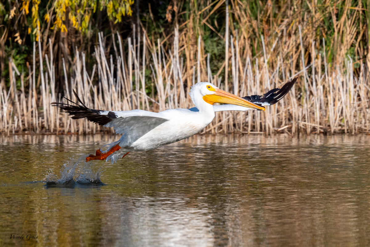 PelicanSequence-134.jpg