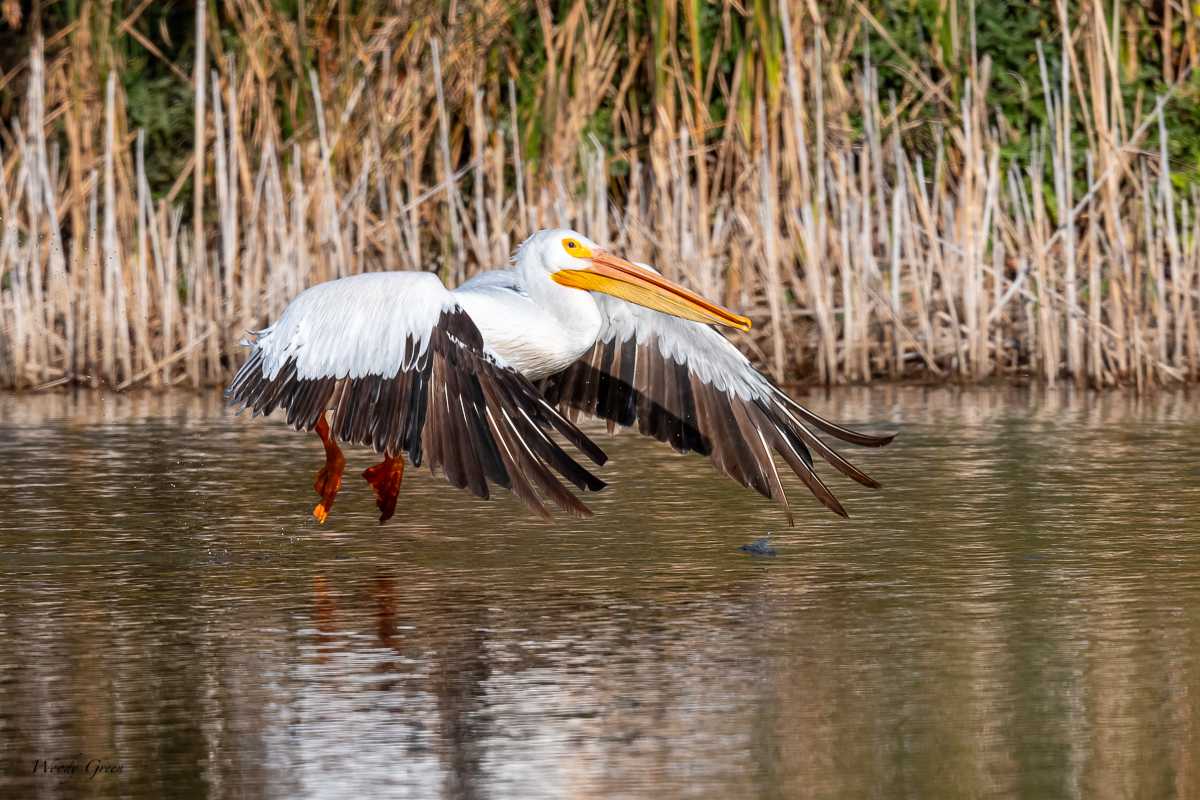 PelicanSequence-135.jpg