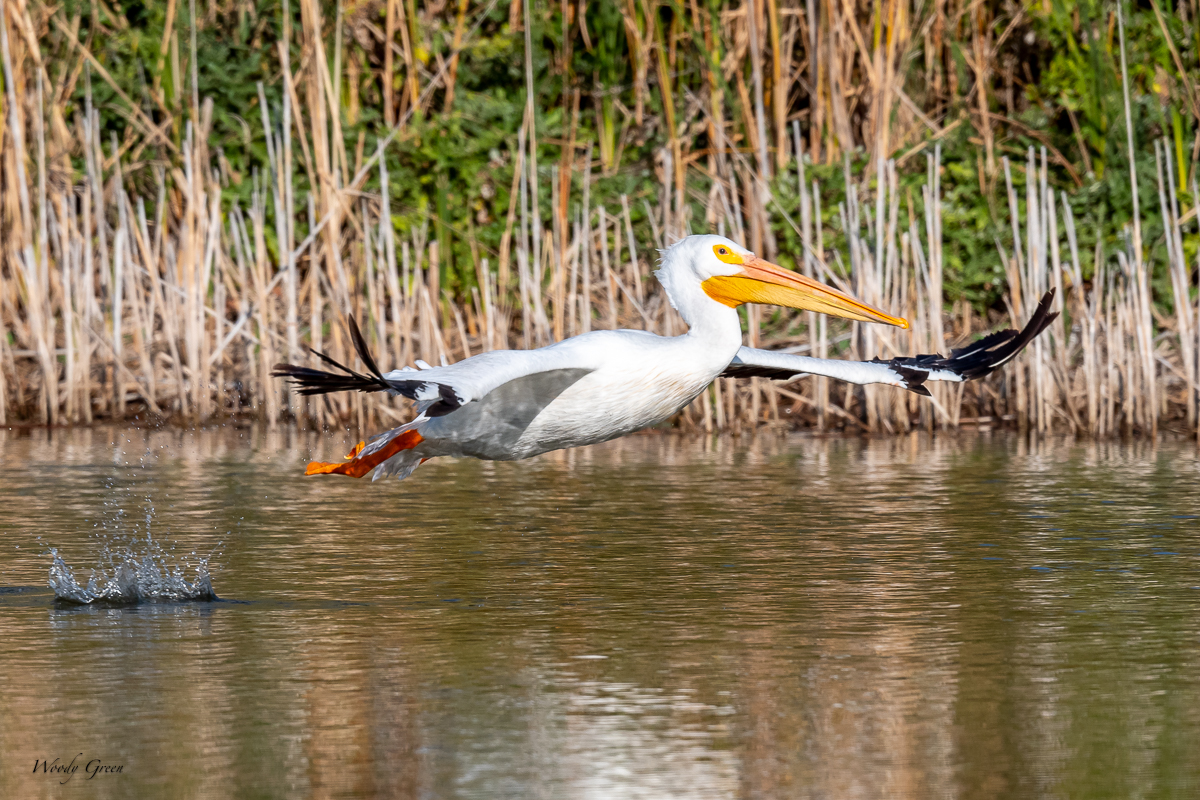 PelicanSequence-136.jpg