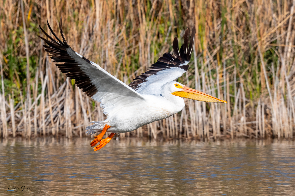 PelicanSequence-137.jpg