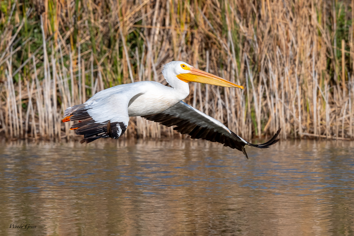 PelicanSequence-138.jpg