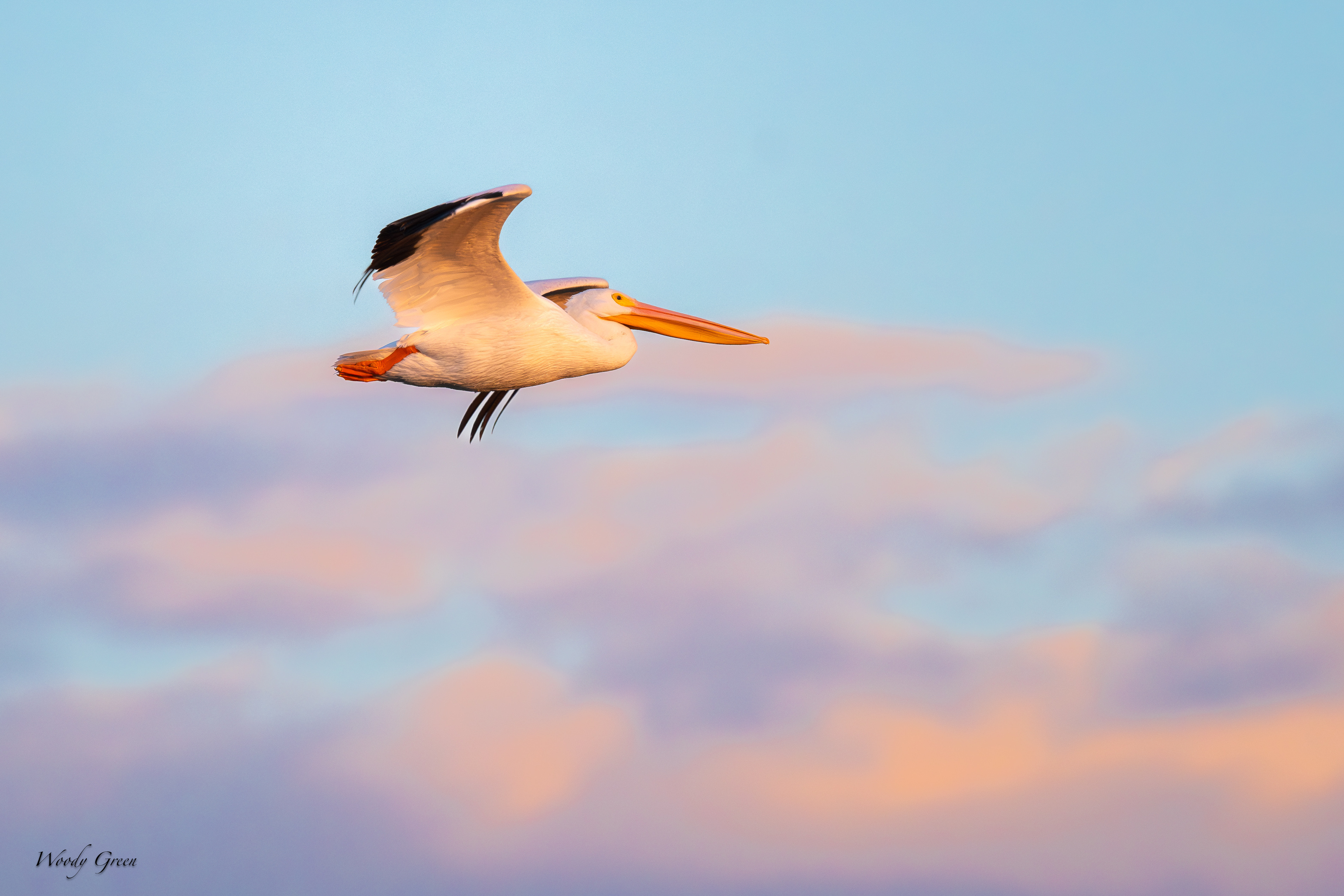 PelicanSunrise-120.jpg