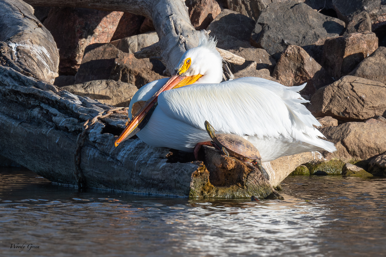 PelicanTurtle-561.jpg