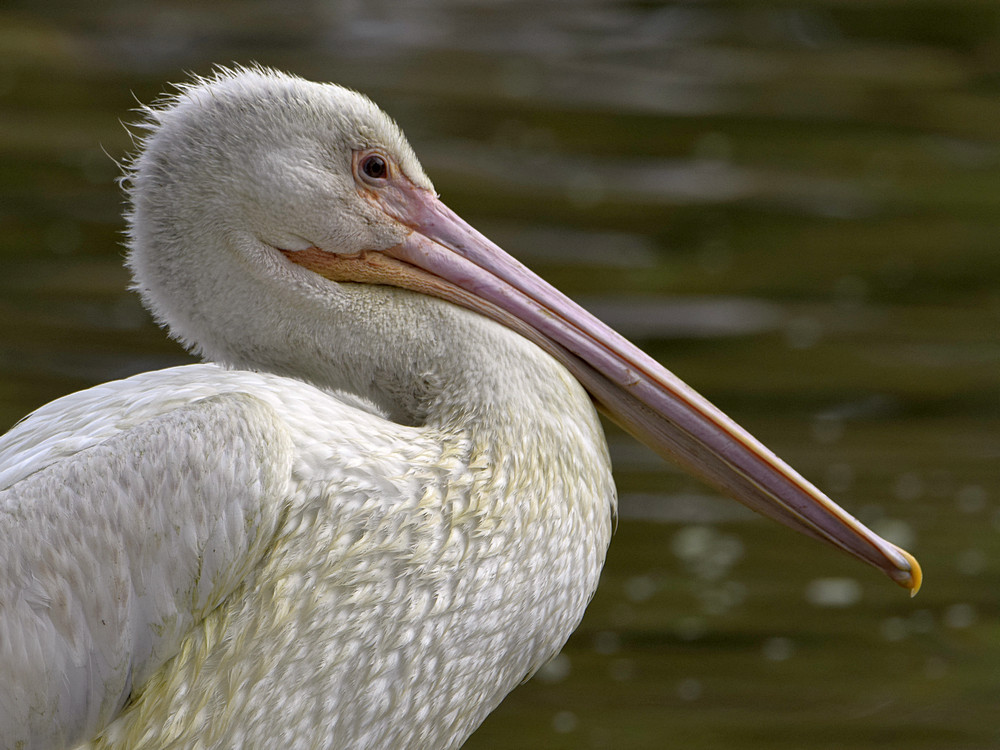 Pelikan2.jpg
