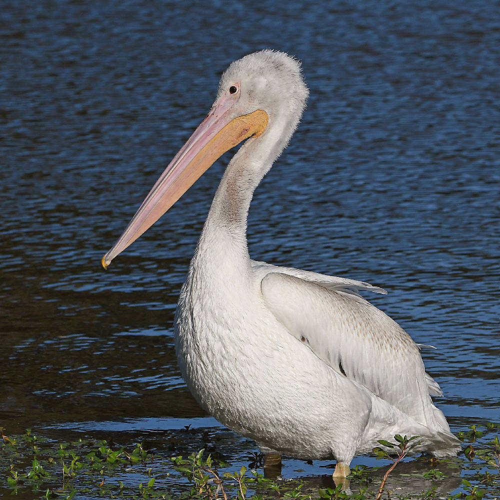 Pelikan5.jpg