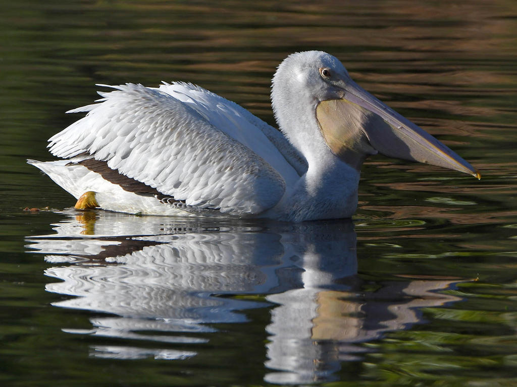 Pelikin3.jpg
