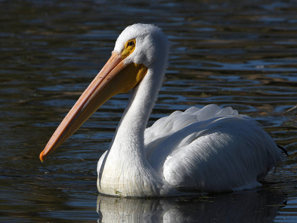 Pelikin4.jpg
