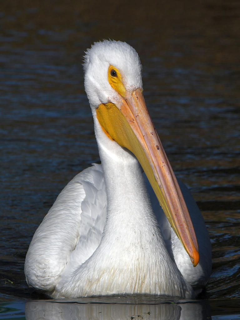 Pelikin5.jpg