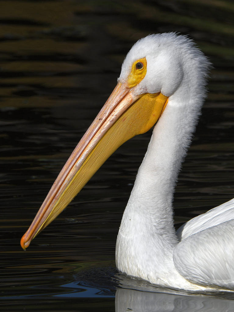 Pelikin7.jpg