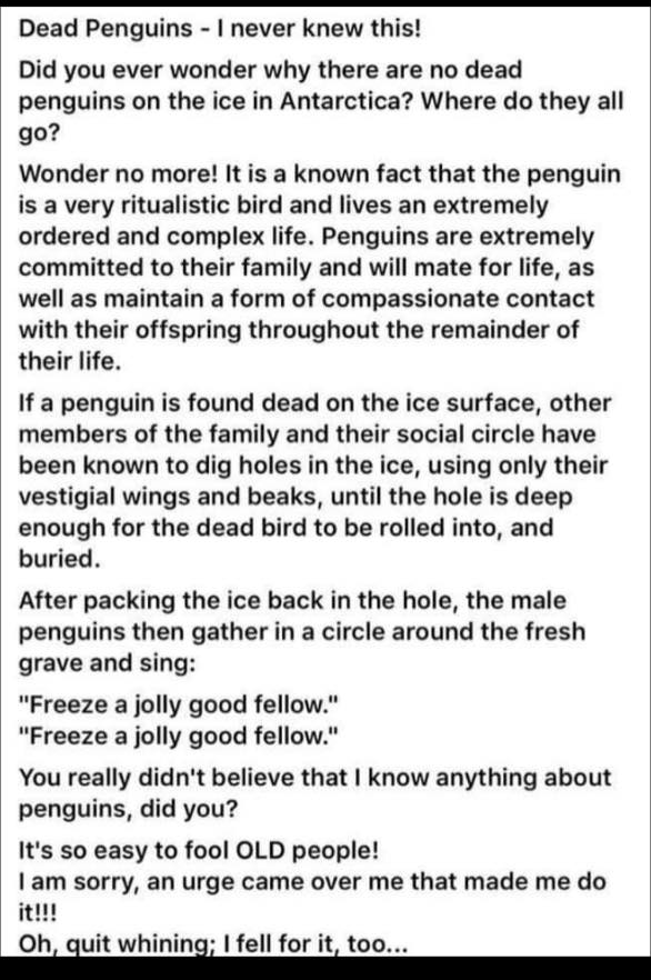 penguin.jpg