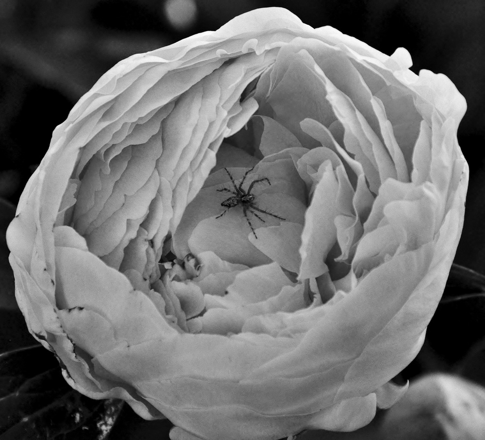 PEONIES 029.JPG