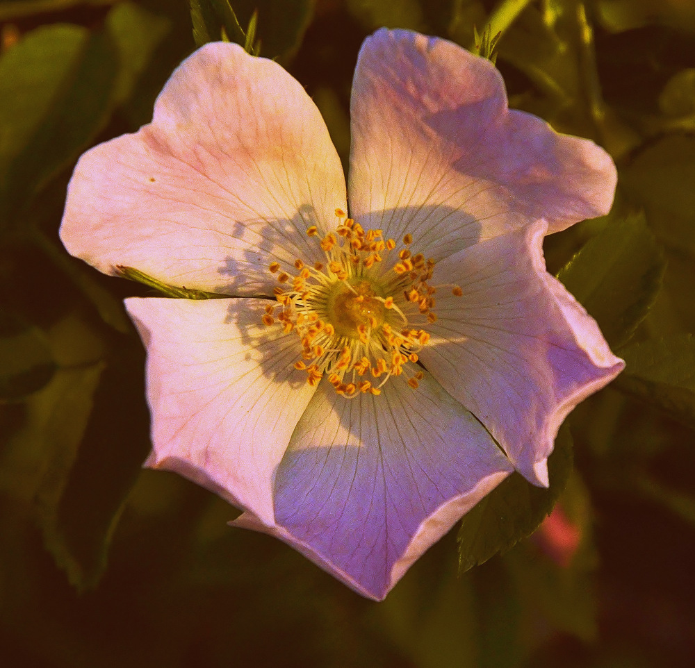 PEONIES 063.JPG