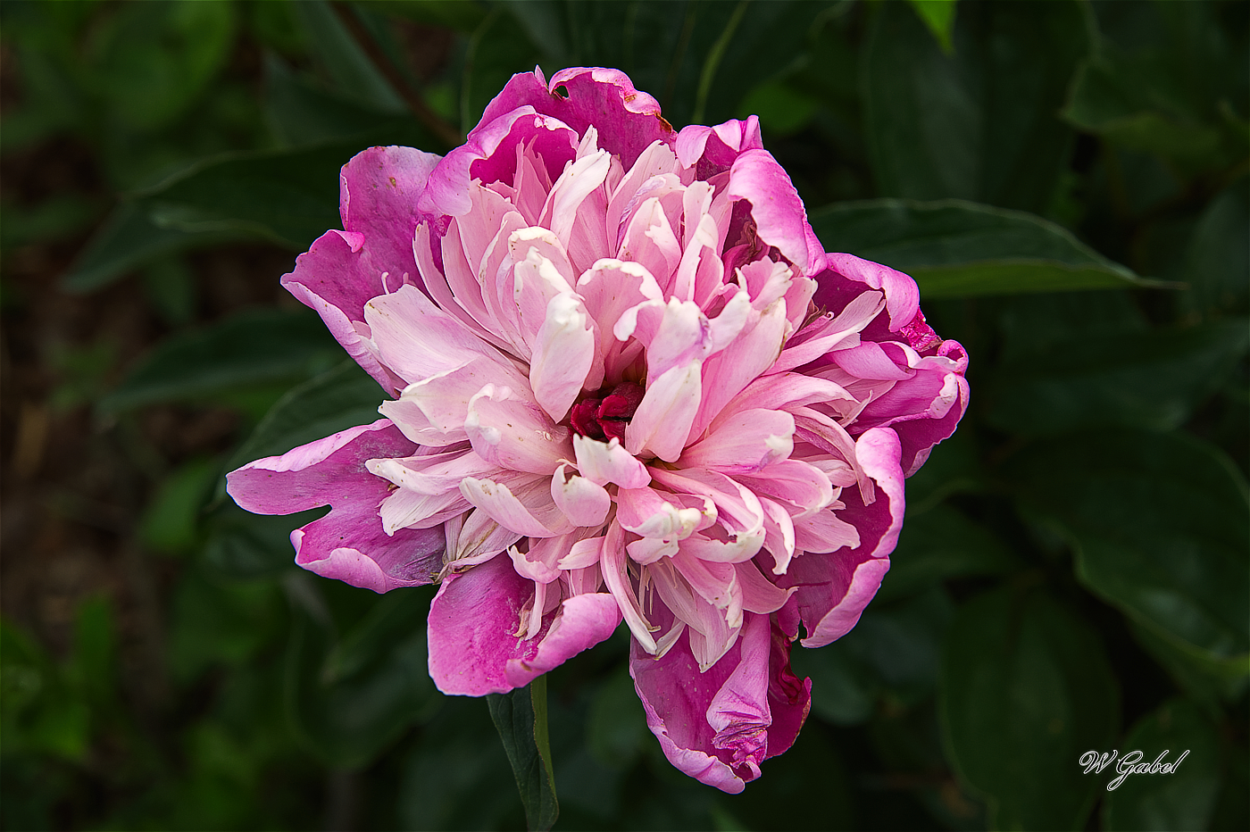 Peony0688 sm.jpg