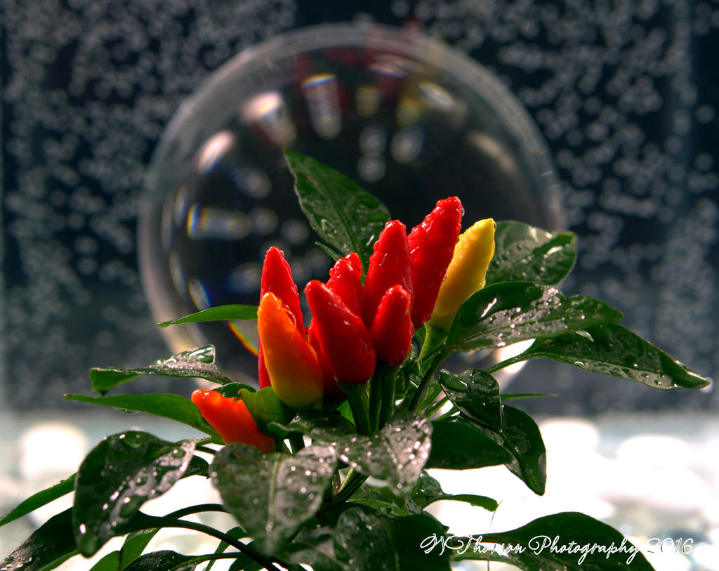Peppers #1 11-16-2016.jpg