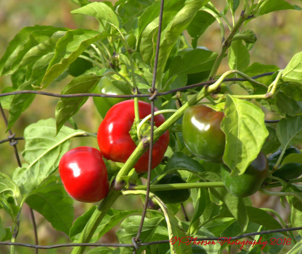 Peppers 10-10-2016.jpg