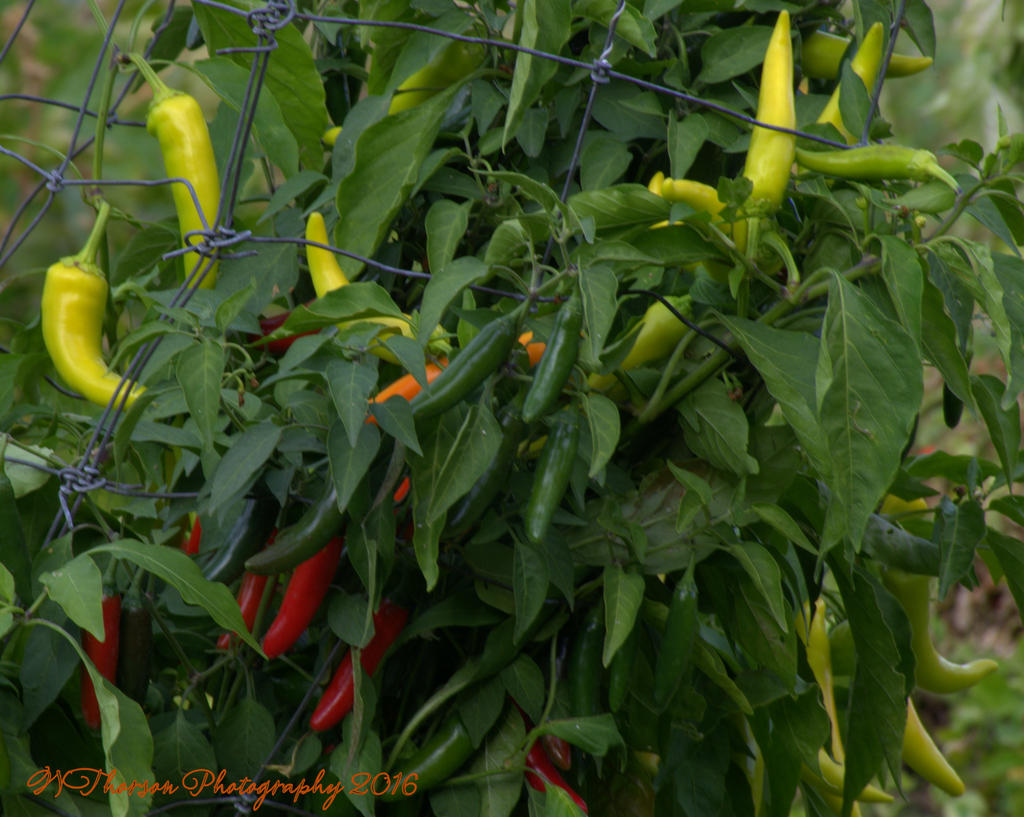 Peppers #2 10-10-2016.jpg