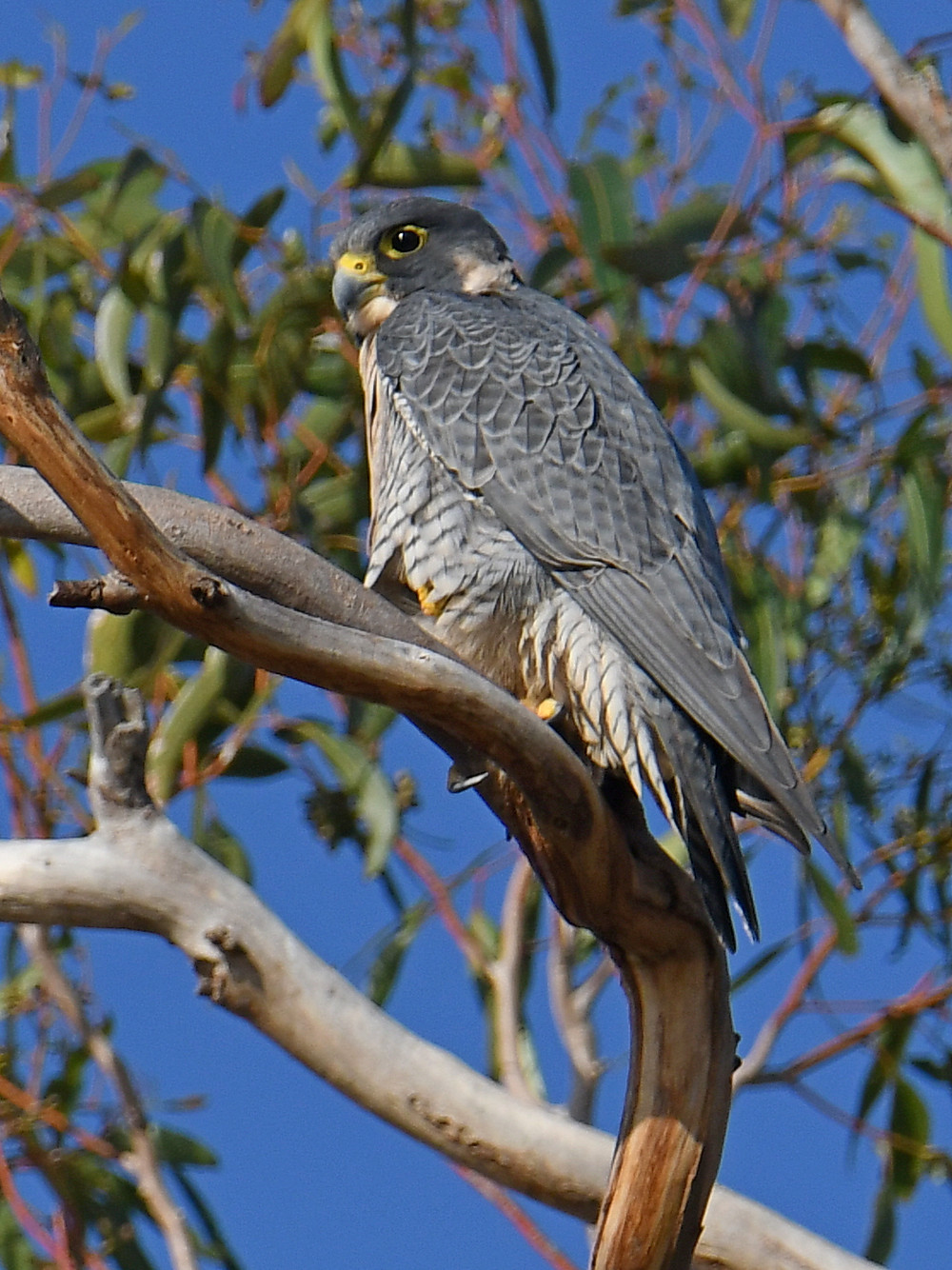 Peregrine12.jpg