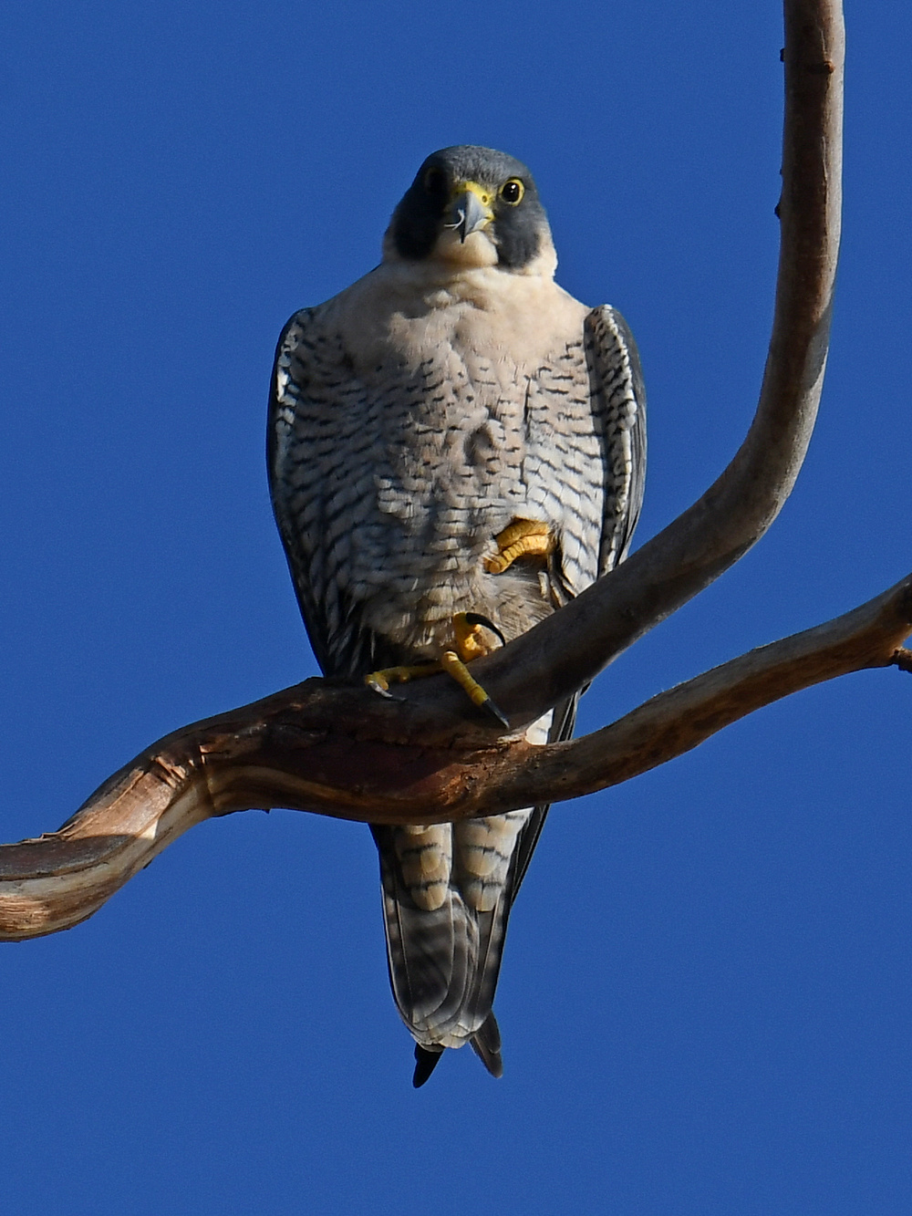 Peregrine16.jpg
