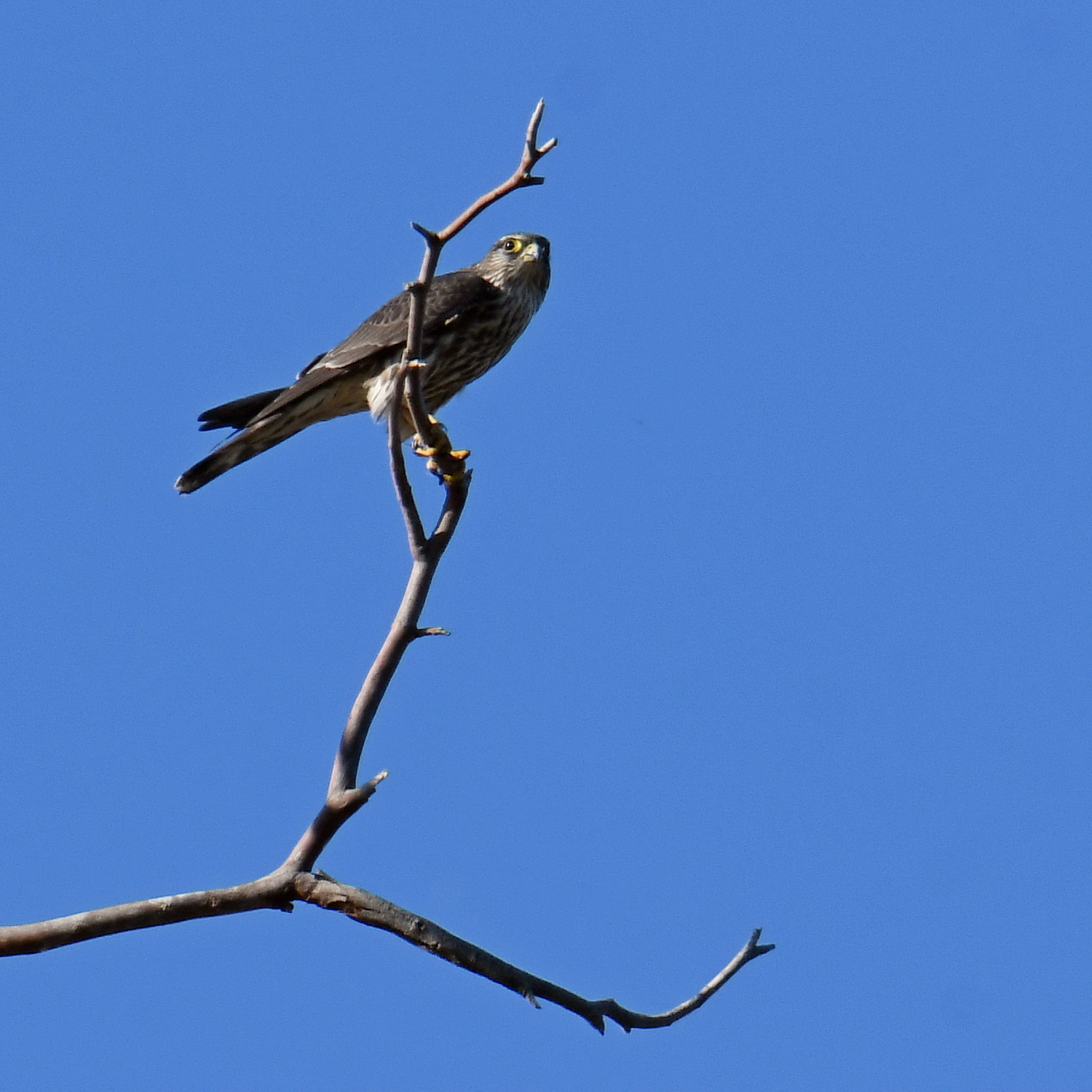 Peregrine2.jpg