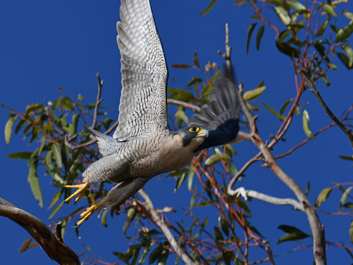 Peregrine20.jpg