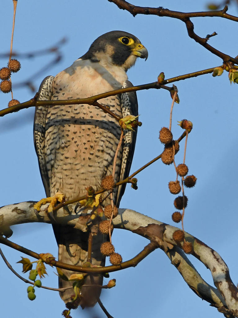 PeregrineFalcon2.jpg