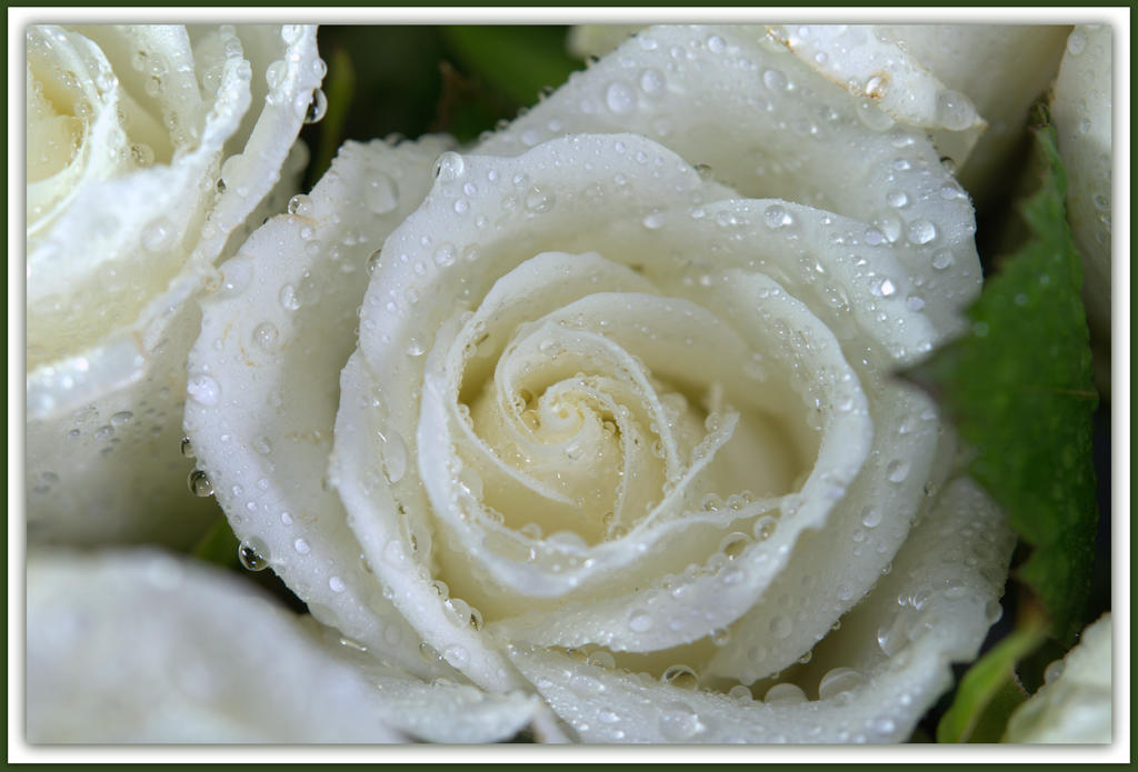 Perfect White Rose.jpg