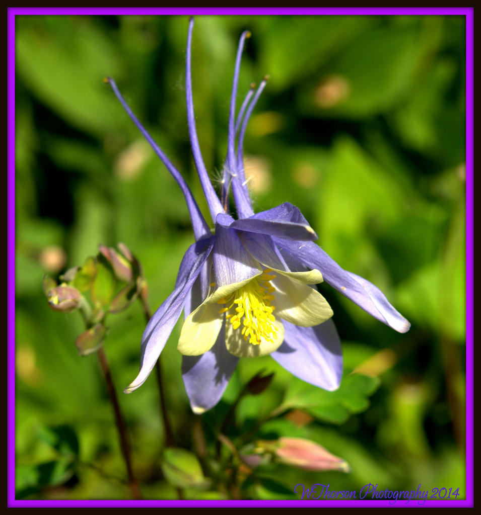 Periwinkle Flower.jpg