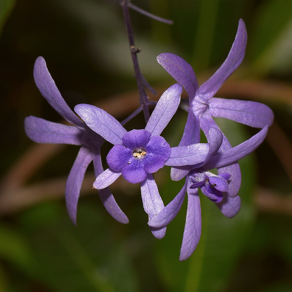 Petrea.jpg